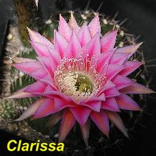 EP-H. Clarissa.4.2.jpg 